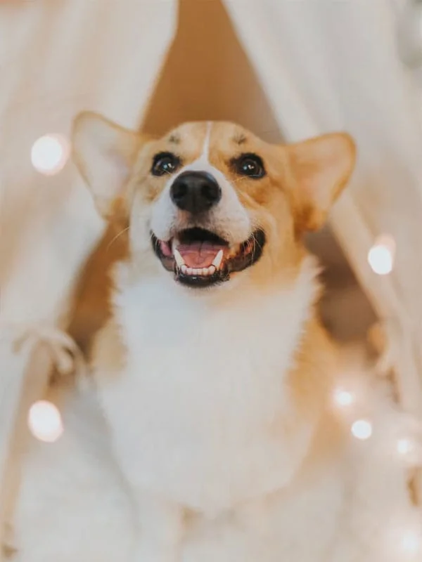 a dog sitting in a tent